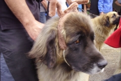 Leo Xmas Picnic 029_jpg