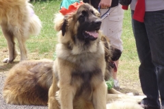 Leo Xmas Picnic 034_jpg