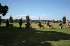 Dog line_JPG