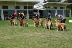 Dogs_JPG