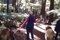 Redwoods 2012 2