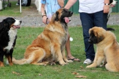 Bernese match 2