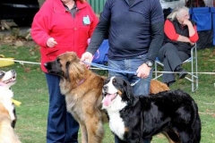 Bernese match